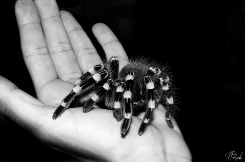 Kliknij na zdjęcie, żeby zobaczyć w pełnych wymiarach