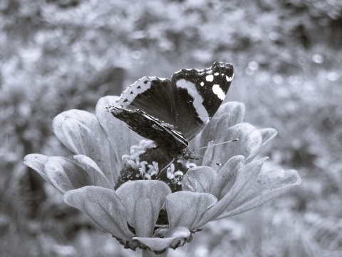 Kliknij na zdjęcie, żeby zobaczyć w pełnych wymiarach