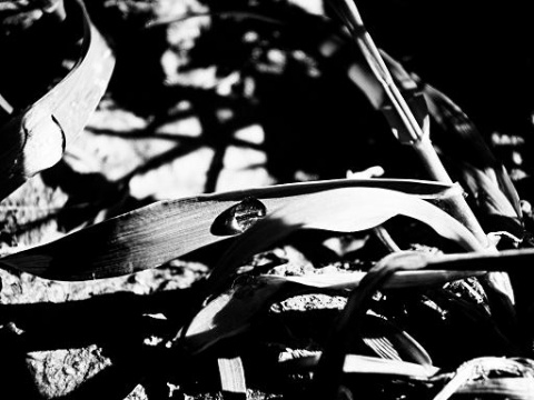 Kliknij na zdjęcie, żeby zobaczyć w pełnych wymiarach