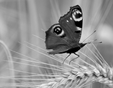 Kliknij na zdjęcie, żeby zobaczyć w pełnych wymiarach
