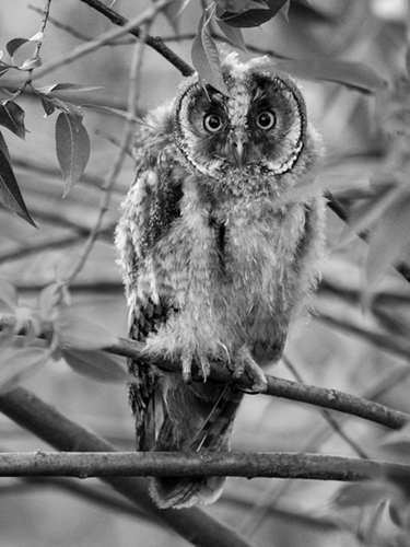 Kliknij na zdjęcie, żeby zobaczyć w pełnych wymiarach