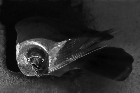 Kliknij na zdjęcie, żeby zobaczyć w pełnych wymiarach