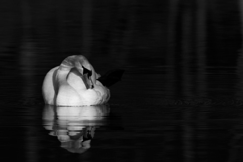 Kliknij na zdjęcie, żeby zobaczyć w pełnych wymiarach