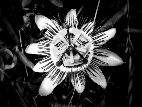 Kliknij na zdjęcie, żeby zobaczyć w pełnych wymiarach