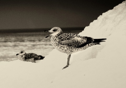 Kliknij na zdjęcie, żeby zobaczyć w pełnych wymiarach