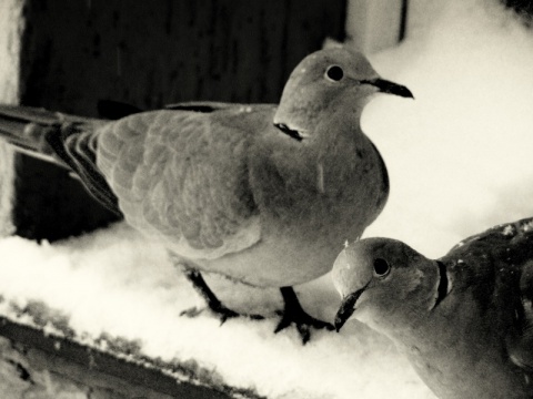 Kliknij na zdjęcie, żeby zobaczyć w pełnych wymiarach