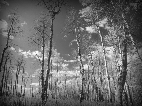 Kliknij na zdjęcie, żeby zobaczyć w pełnych wymiarach