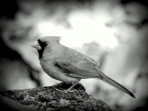 Kliknij na zdjęcie, żeby zobaczyć w pełnych wymiarach
