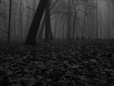 Kliknij na zdjęcie, żeby zobaczyć w pełnych wymiarach