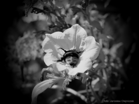 Kliknij na zdjęcie, żeby zobaczyć w pełnych wymiarach