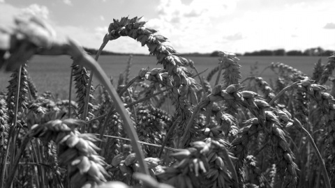 Kliknij na zdjęcie, żeby zobaczyć w pełnych wymiarach