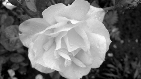 Kliknij na zdjęcie, żeby zobaczyć w pełnych wymiarach