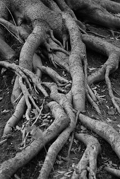 Kliknij na zdjęcie, żeby zobaczyć w pełnych wymiarach