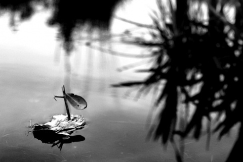 Kliknij na zdjęcie, żeby zobaczyć w pełnych wymiarach