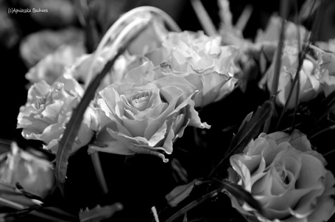 Kliknij na zdjęcie, żeby zobaczyć w pełnych wymiarach