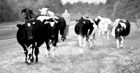 Kliknij na zdjęcie, żeby zobaczyć w pełnych wymiarach