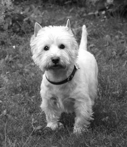 Kliknij na zdjęcie, żeby zobaczyć w pełnych wymiarach