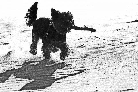 Kliknij na zdjęcie, żeby zobaczyć w pełnych wymiarach