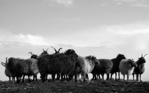 Kliknij na zdjęcie, żeby zobaczyć w pełnych wymiarach