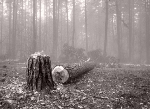 Kliknij na zdjęcie, żeby zobaczyć w pełnych wymiarach