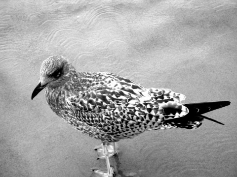 Kliknij na zdjęcie, żeby zobaczyć w pełnych wymiarach