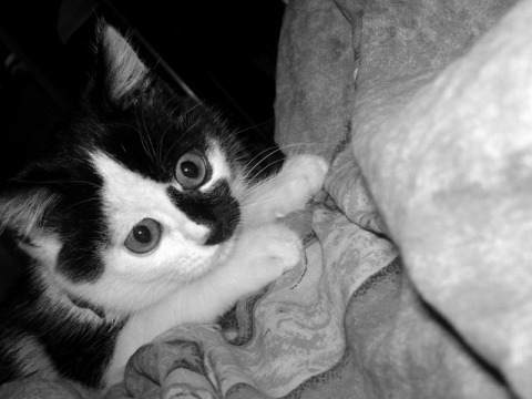 Kliknij na zdjęcie, żeby zobaczyć w pełnych wymiarach