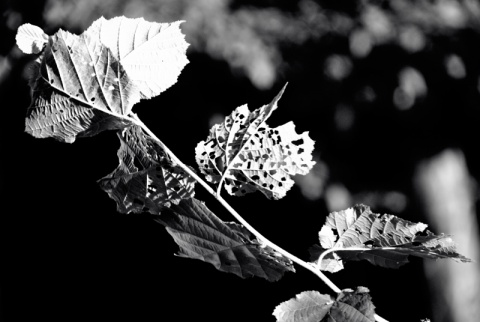 Kliknij na zdjęcie, żeby zobaczyć w pełnych wymiarach