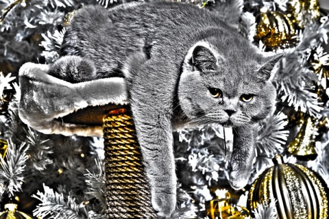 Kliknij na zdjęcie, żeby zobaczyć w pełnych wymiarach