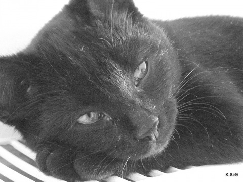 Kliknij na zdjęcie, żeby zobaczyć w pełnych wymiarach