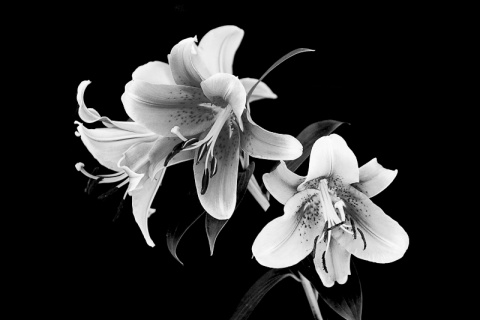 Kliknij na zdjęcie, żeby zobaczyć w pełnych wymiarach