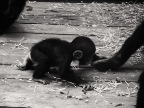 Kliknij na zdjęcie, żeby zobaczyć w pełnych wymiarach