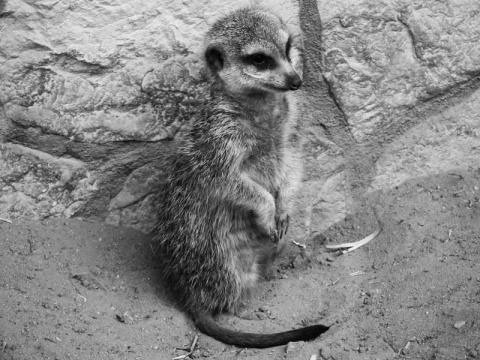 Kliknij na zdjęcie, żeby zobaczyć w pełnych wymiarach