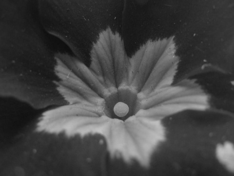 Kliknij na zdjęcie, żeby zobaczyć w pełnych wymiarach