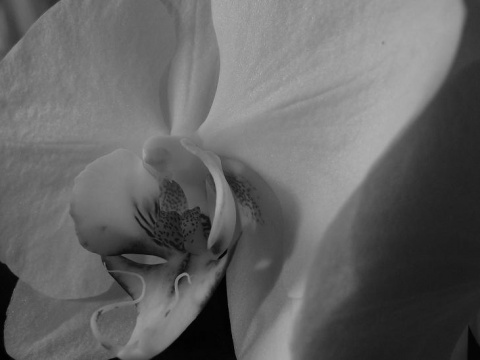 Kliknij na zdjęcie, żeby zobaczyć w pełnych wymiarach