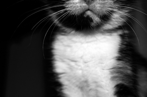 Kliknij na zdjęcie, żeby zobaczyć w pełnych wymiarach