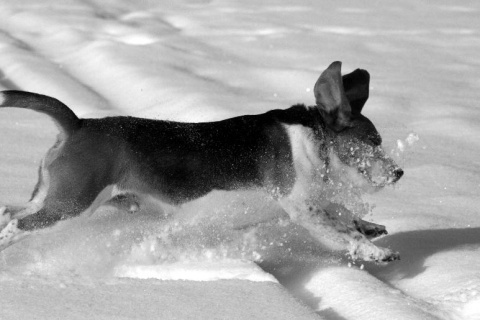 Kliknij na zdjęcie, żeby zobaczyć w pełnych wymiarach