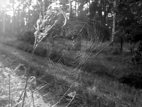 Kliknij na zdjęcie, żeby zobaczyć w pełnych wymiarach