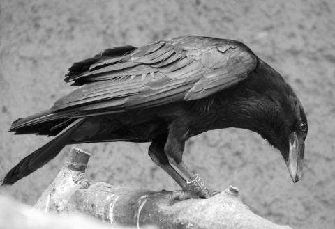 Kliknij na zdjęcie, żeby zobaczyć w pełnych wymiarach