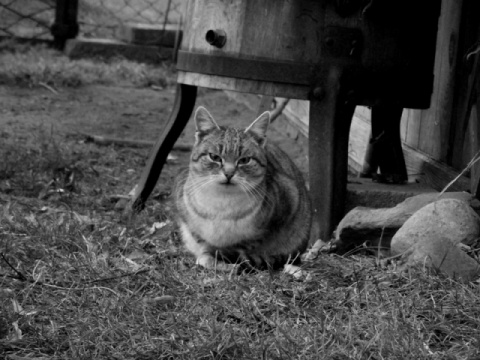 Kliknij na zdjęcie, żeby zobaczyć w pełnych wymiarach