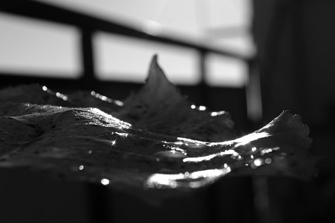 Kliknij na zdjęcie, żeby zobaczyć w pełnych wymiarach