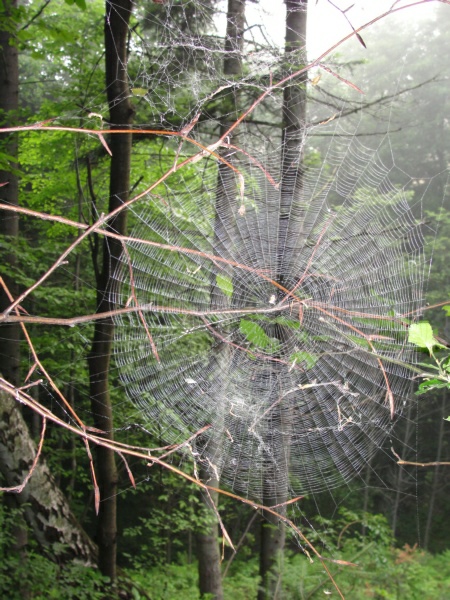 Kliknij na zdjęcie, żeby zobaczyć w pełnych wymiarach