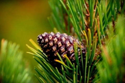 Kliknij na zdjęcie, żeby zobaczyć w pełnych wymiarach