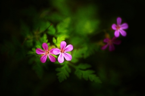 Kliknij na zdjęcie, żeby zobaczyć w pełnych wymiarach