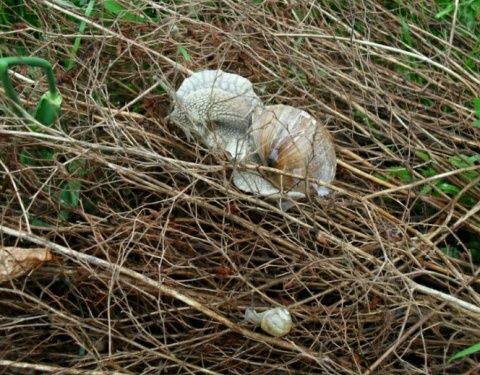 Kliknij na zdjęcie, żeby zobaczyć w pełnych wymiarach