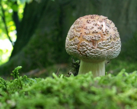 Kliknij na zdjęcie, żeby zobaczyć w pełnych wymiarach