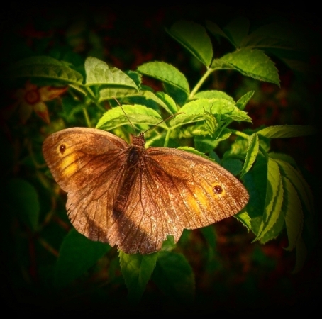 Kliknij na zdjęcie, żeby zobaczyć w pełnych wymiarach