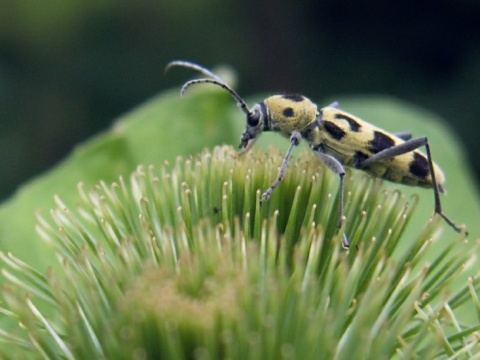 Kliknij na zdjęcie, żeby zobaczyć w pełnych wymiarach