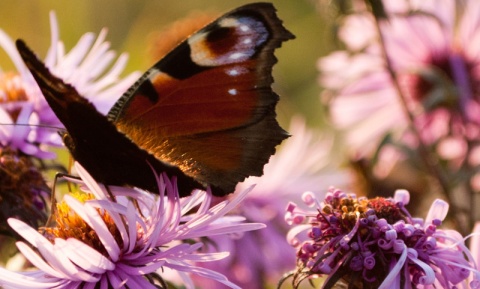 Kliknij na zdjęcie, żeby zobaczyć w pełnych wymiarach