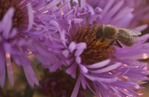 Kliknij na zdjęcie, żeby zobaczyć w pełnych wymiarach