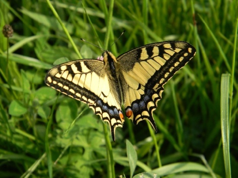 Kliknij na zdjęcie, żeby zobaczyć w pełnych wymiarach